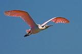 Roseate Spoonbill In Flight_43204